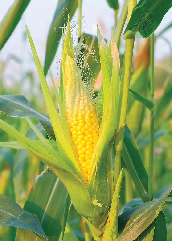 CRA-2023-Industry-Overview_sustainability-page-10