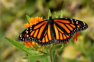Corn Refiners For Monarchs
