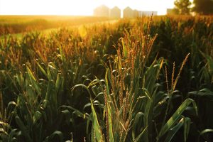 corn growing in a field at sunset