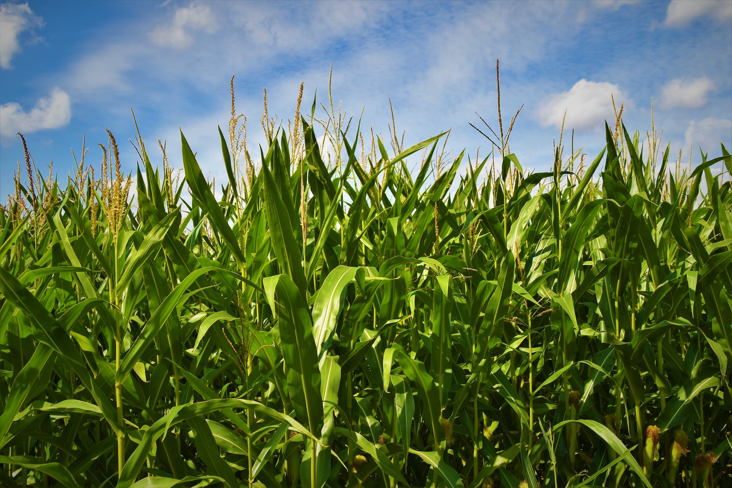 mature field of corn against a blue sky